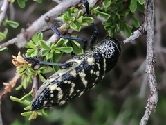 Lampetis dilaticollis