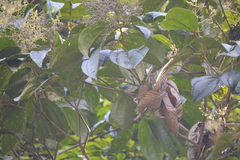 Stilpnia nigrocincta