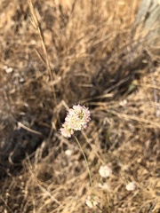 Eriogonum nudum auriculatum