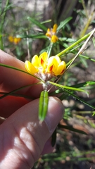 Pultenaea rosmarinifolia