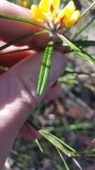 Pultenaea rosmarinifolia