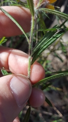 Pultenaea rosmarinifolia