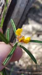 Pultenaea rosmarinifolia