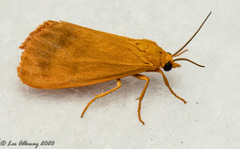 Virbia opella