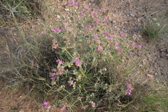 Acleisanthes chenopodioides