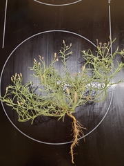 Erigeron divaricatus