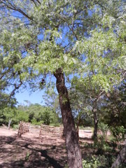 Schinopsis lorentzii