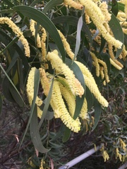 Juliflorae