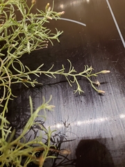 Erigeron divaricatus