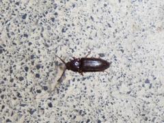 Dipropus soleatus