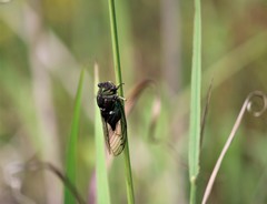 Neotibicen tibicen australis