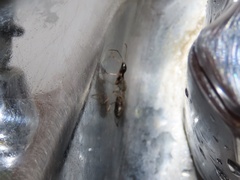 Myodocha serripes