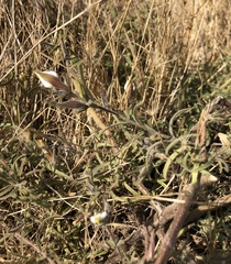 Cordylanthus pilosus pilosus