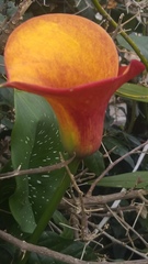 Zantedeschia