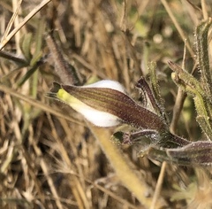 Cordylanthus pilosus pilosus