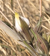 Cordylanthus pilosus pilosus