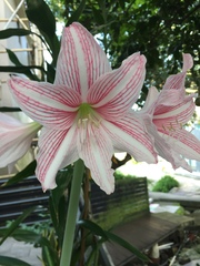 Hippeastrum reticulatum