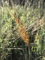 Sorghastrum