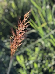 Sorghastrum