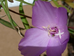 Clarkia gracilis gracilis