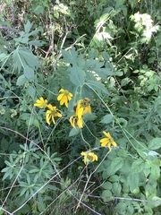 Rudbeckia laciniata