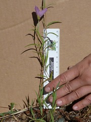 Clarkia gracilis gracilis