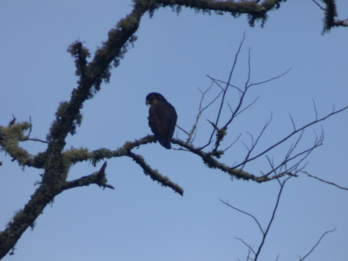Pionus chalcopterus