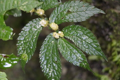 Elatostema parvum