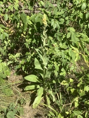 Verbascum thapsus
