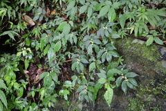 Elatostema parvum
