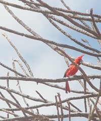 Cardinalis phoeniceus