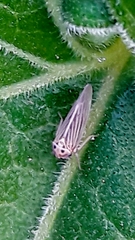Agalliini