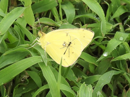 Clouded sulphur