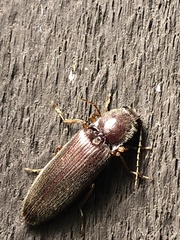 Hemicrepidius ruficornis