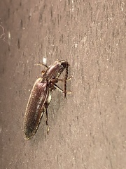 Hemicrepidius ruficornis