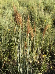 Sorghastrum