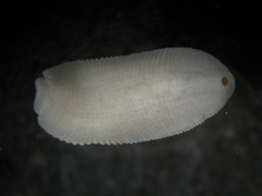 Glossiphoniidae