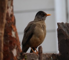Turdus falcklandii magellanicus
