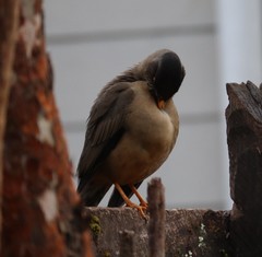 Turdus falcklandii magellanicus