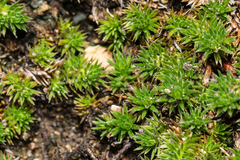 Selaginella wrightii