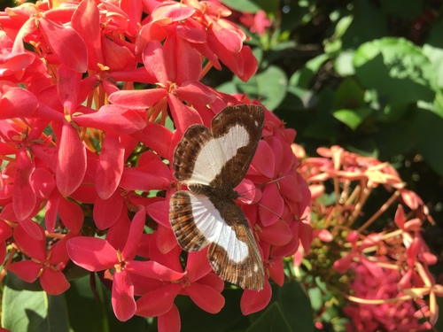 Mariposa marcas de metal oxidada (Synargis mycone)
