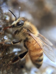 Apis mellifera