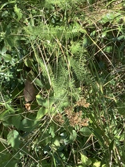 Achillea millefolium
