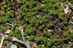 Selaginella wrightii