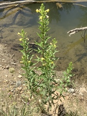 Oenothera biennis