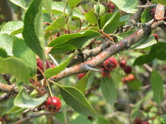 Crataegus rivularis