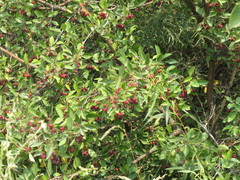 Crataegus rivularis