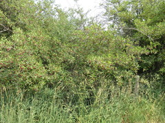 Crataegus rivularis