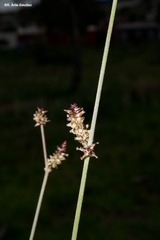 Froelichia interrupta