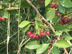 Crataegus rivularis